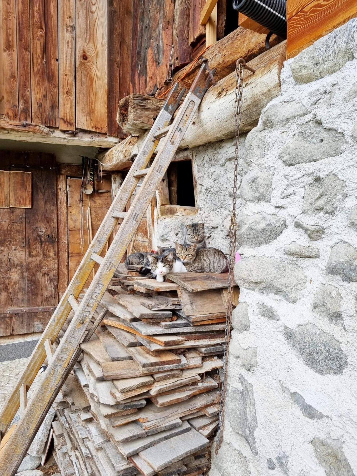 Villa Alpina Campiglio Madonna エクステリア 写真