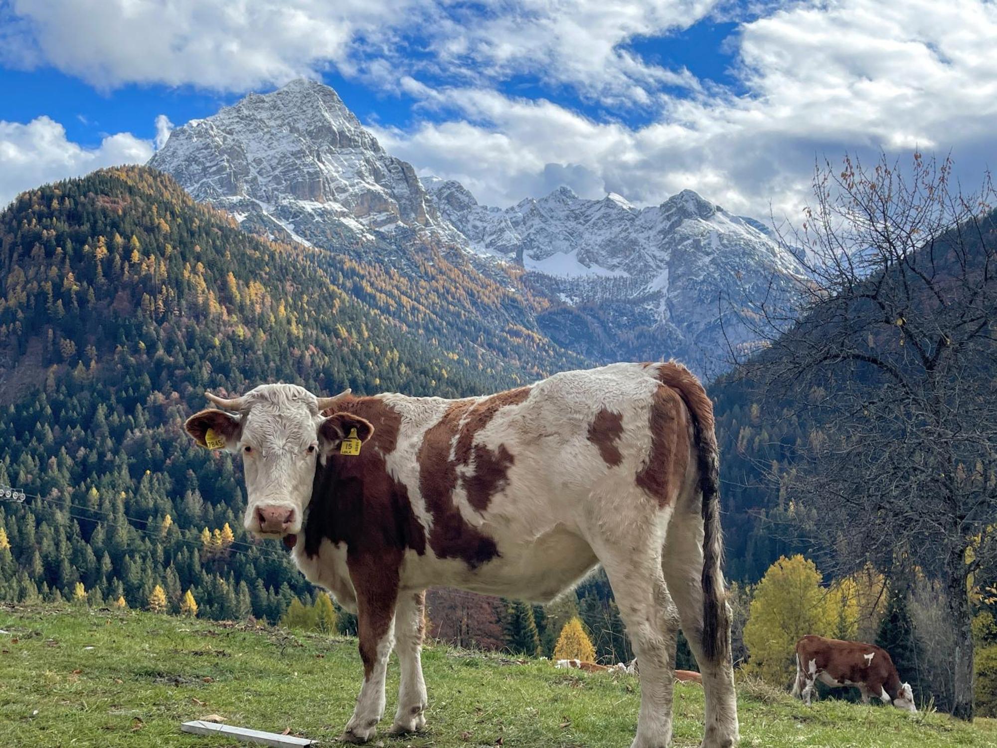 Villa Alpina Campiglio Madonna エクステリア 写真